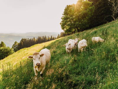 Bild 12 aus  Die Saualmleitn