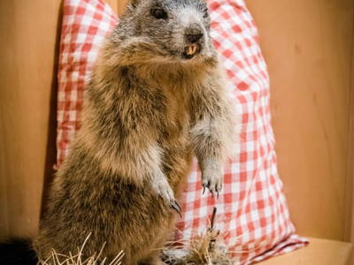 Bild 114 aus  Windhofgut