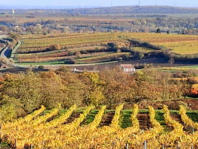 Bild 66 aus  Ferienhaus Weinviertel