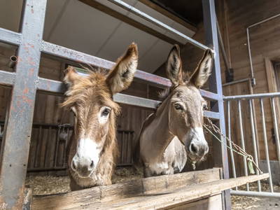 Bild 5 aus  Viehhofgut