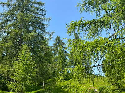 Bild 111 aus Neuwirth Hütte