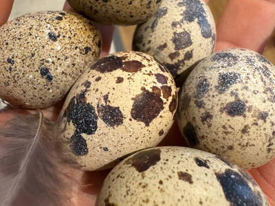 Bild 149 aus  Erbhof Hinting + Appartementhaus Hinting