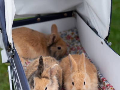 Bild 136 aus  Göttfriedbauer