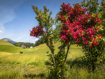 Bild 23 aus  Bachrain - Bio am Berg 