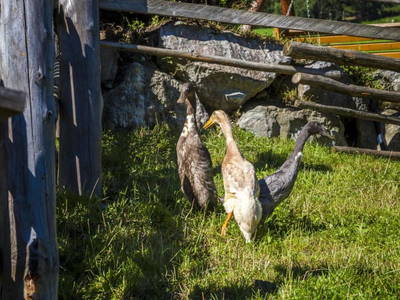 Bild 44 aus  Ederbauer