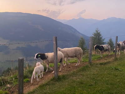 Bild 134 aus  Wallneralm