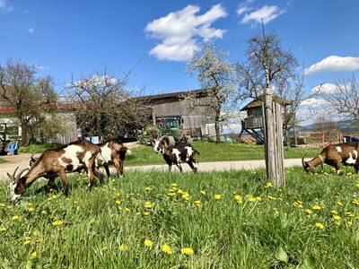 Bild 6 aus  Am Ebnerhof