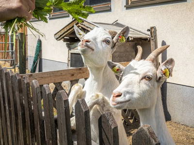 Bild 16 aus  Hinterhub