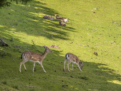 Bild 129 aus  Bachrain - Bio am Berg 