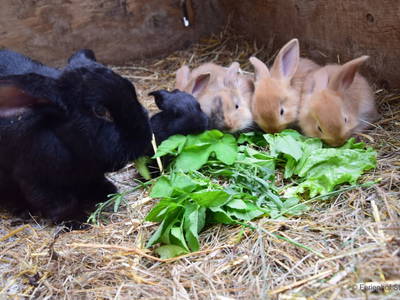 Bild 41 aus  Ferienhof Sturm