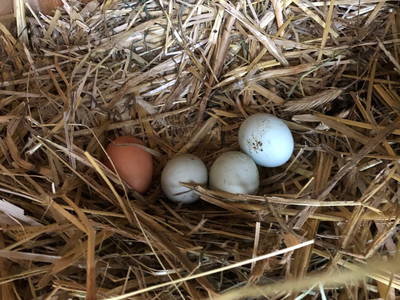 Bild 38 aus  Hacklhof