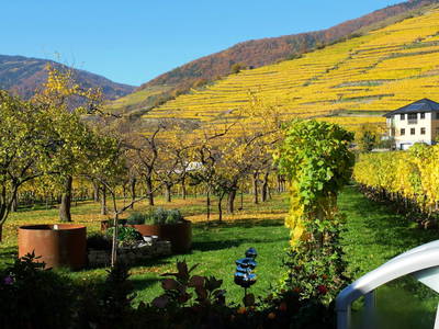 Bild 83 aus  Weingut STRAWANZER Donabaum