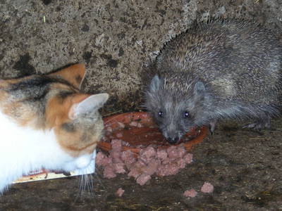 Bild 87 aus  Stanglhof