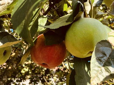 Bild 135 aus  Bio-Erlebnishof Wastlbauer