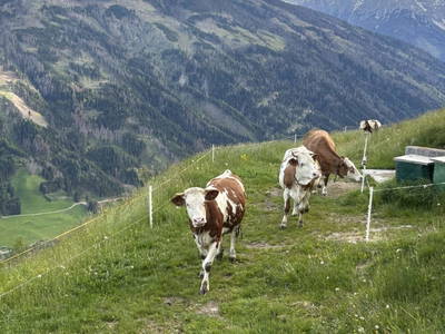 Bild 108 aus  Schuistlhof