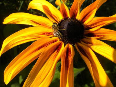 Bild 2 aus  Pfeifferstockerhütte