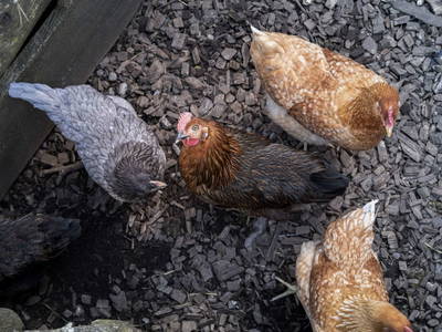 Bild 35 aus  Feriendorf Holzlebn