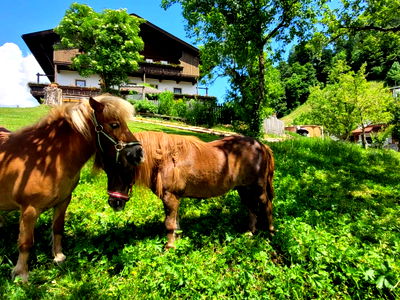 Bild 38 aus Baby und Kinderbauernhof Happmannhof