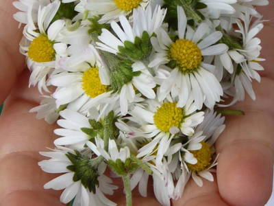 Bild 106 aus  Pesbichl