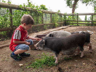 Bild 20 aus  Obst- und Ferienhof Gomeringer