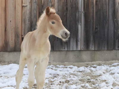 Bild 38 aus  Heideggerhof