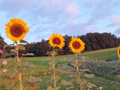 Bild 18 aus  Impuls Hof - Unterhegerberg
