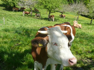 Bild 11 aus  Der Adlerhof