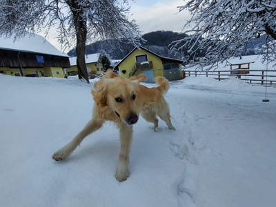 Bild 44 aus  Forstbauer