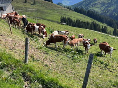 Bild 54 aus  Lochner Alm