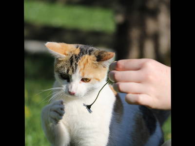 Bild 8 aus  Doasahof