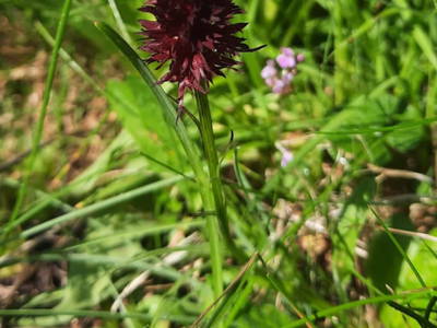 Bild 67 aus  Almhütte Pucher