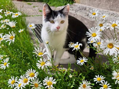 Bild 37 aus  Prechtlerhütte