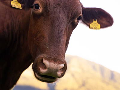 Bild 130 aus  Vorderkasbichlhof - Pension Schmiderer