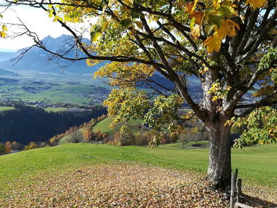 Bild 72 aus  Biobauernhof Thonnerhof