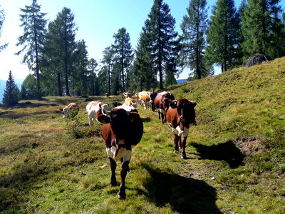 Bild 28 aus Bauernhof Pergila