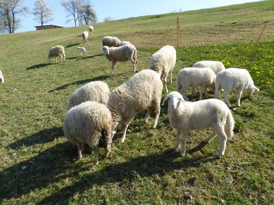 Bild 32 aus  Vitalbauernhof Zulehen