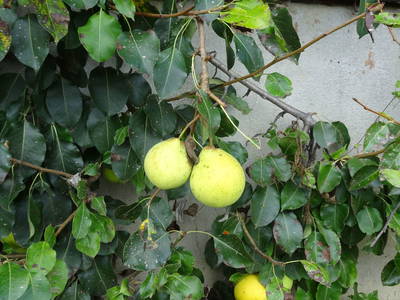 Bild 57 aus  Bauer am Berg