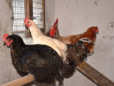 Bild 16 aus  Wratschnighof