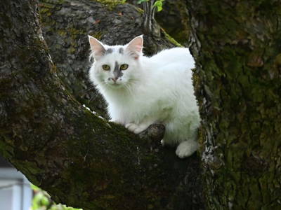 Bild 17 aus  Ferienwohnung Feistritzer Holdernig