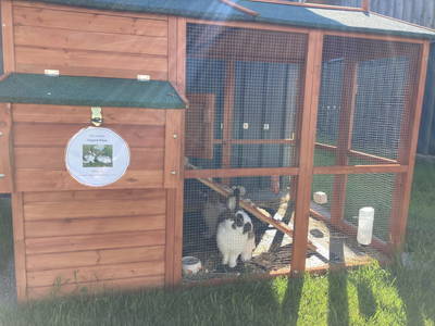 Bild 38 aus  Pferdehof Thomayer