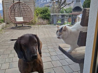 Bild 33 aus  Chalet Mittner Wirt