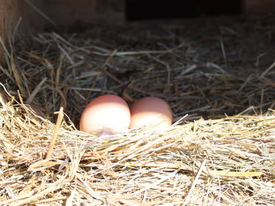 Bild 93 aus  Dichtlhof