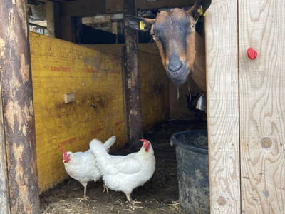 Bild 42 aus  Ferienhof Rösslar