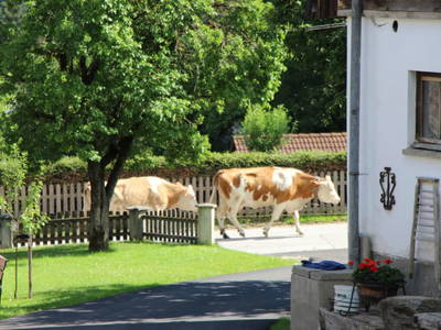 Bild 7 aus  Schmiedlehnerhof