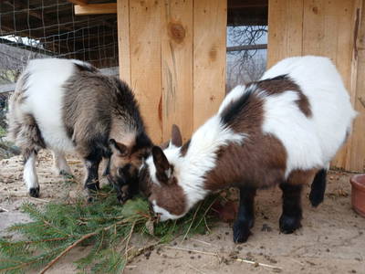 Bild 33 aus  Gregerbauer