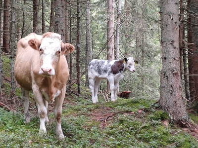Bild 100 aus  Bergbauernhof Brandgut
