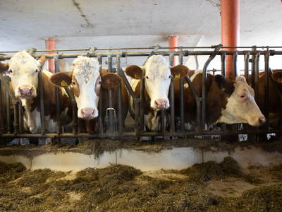 Bild 91 aus  Chalet Steinerner Meerblick