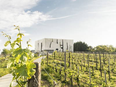 Bild 60 aus  BioWeingut Hauerhof 99