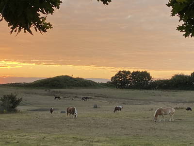 Bild 50 aus  Ferienhof Messer  Bauernhofurlaub  Ostseenähe  Ponys