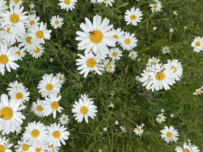 Bild 18 aus  Ferienwohnung Rüttwaldhof